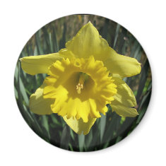 Golden Daffodil magnet