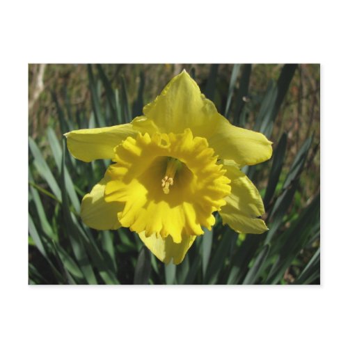 Golden Daffodil postcard