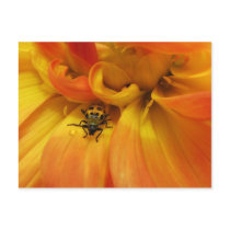 Golden Dahlia with Beetle Postcards