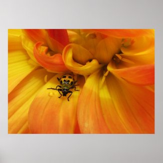 Golden Dahlia with Beetle Poster