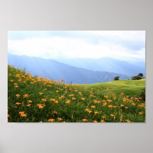 Golden Daylily flower Valley Poster