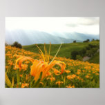 Golden Daylily flower Valley Print