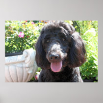 Golden Doodle Abby 1 Print