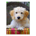 Golden Doodle Puppy Card