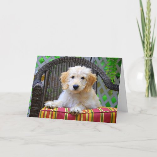 goldendoodle puppy pictures. Golden Doodle Puppy card