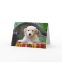Golden Doodle Puppy cards
