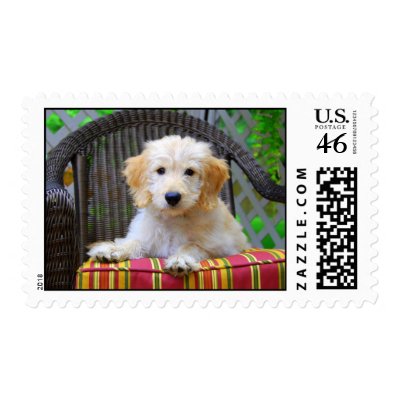 white goldendoodle puppy. Golden Doodle Puppy Stamps by