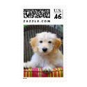 Golden Doodle Puppy postage
