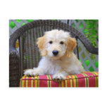 Golden Doodle Puppy Post Cards