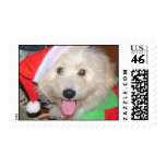 golden doodle puppy stamp