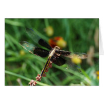 Golden Dragon Wings Macro cards
