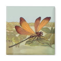 Golden Dragonfly magnets
