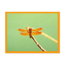 Golden Dragonfly Postcard by rfhoffer Golden Dragonfly Postcard