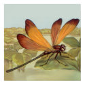 Golden Dragonfly posters
