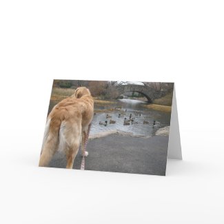 Golden Retriever dog watches the ducks by a pond in Central Park in New York City NYC greeting card