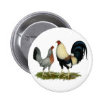 Golden Duckwing Chickens Pinback Button