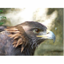 Golden Eagel photo sculptures