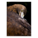 golden eagle cards