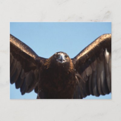 golden eagle in flight. Golden Eagle Flight Postcard by alternateworlds