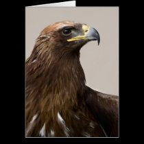 Golden eagle greeting card cards