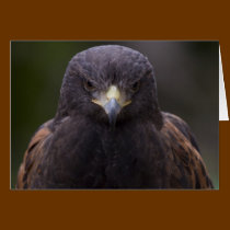 Golden Eagle cards