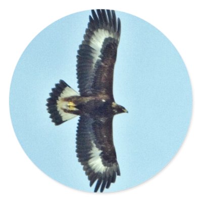 golden eagle in flight. Golden Eagle in Flight Sticker