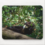 Golden Eagle mousepads