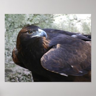 Golden eagle print