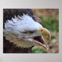 Golden Eagle posters