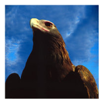 Golden Eagle posters