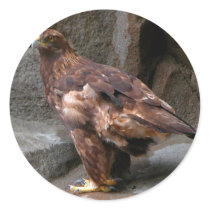Golden Eagle stickers by toots1 Golden Eagle stickers
