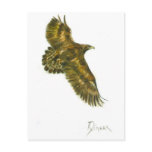 Golden Eagle Wildlife Postcard