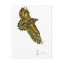 Golden Eagle Wildlife Postcard by Critterpainter Golden Eagle Wildlife Postcard