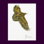 Golden Eagle Wildlife Postcard