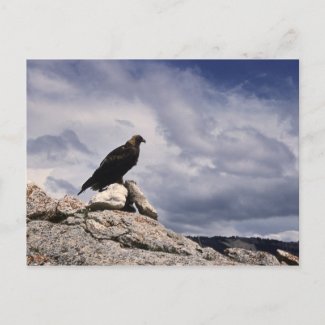 Golden Eagle Wildlife Series # 14 Postcard postcard