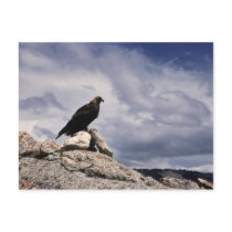 Golden Eagle Wildlife Series # 14 Postcard by FalconsEye Golden Eagle Wildlife Series # 14 Postcard