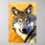 Golden Eyes (Wolf) Fine Art Prints