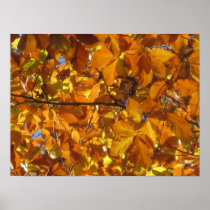 Golden Fall Leaves Poster Prints posters