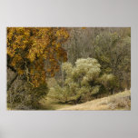 Golden Fall trees Print