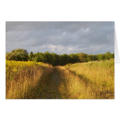 Golden Field Greeting Cards by nmpics