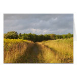 Golden Field cards