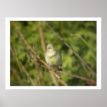 Golden Finch Poster