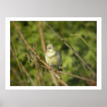 Golden Finch Poster