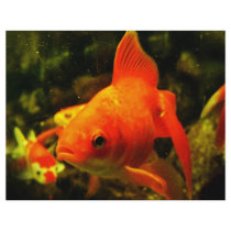 Golden fish customized letterhead