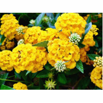 Golden Flower photo sculptures