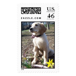 Golden Retriever dog puppy posing in front of a blooming flower in spring in Central Park in New York City NYC postage stamp