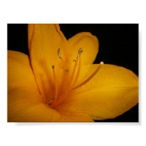 Golden Flower posters by DrPhizzle Golden Flower posters