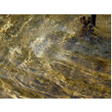 Golden Fountain Water