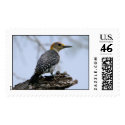 Golden-Fronted Woodpecker-2-05 postage