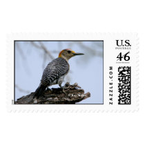 Golden-Fronted Woodpecker-2-05 postage by KayWMiller Golden-Fronted Woodpecker-2-05 postage
